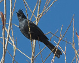 Phainopepla