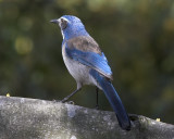 Western Scrub Jay