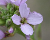 Wild Raddish (<em>Matthiola incana</em>)