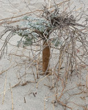 Beach -bur (<em> Ambrosia chamissonis</em> )