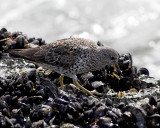 Surfbird