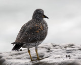 Surfbird