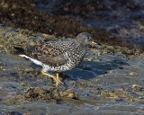 Surfbird