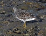 Surfbird