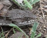 Alligator Lizard