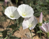 Bindweed (<em>Convoluvulus arvensis</em>)