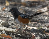 Spotted Towhee