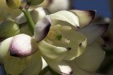 Our Lord's Candle (Hesperoyucca whipplei)
