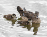 Wood Duck - female with young
