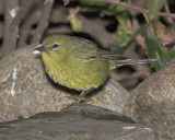 Orange-crowned Warbler