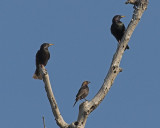 Starlings with a Brown Headed Cowbird in the middle