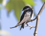 Tree Swallow - male