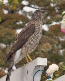 Coopers Hawk