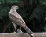 Coopers Hawk