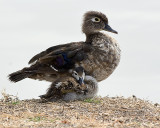 Wood Duck - female with duckling