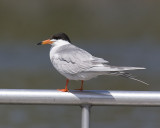 Forsters Tern