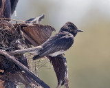 Black Phoebe - mom looiking of more insects.