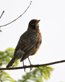 American Robin