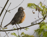 American Robin