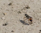 Predatory Sand Wasp <em> Bembix species </em>
