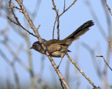 Wrentit