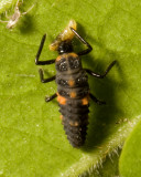 Convergent Ladybird Beetle (<em>Hippodamia convergens</em>)