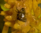 Spittle Bug  (<em>Clastoptera juniperina</em>)