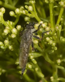 Robber Fly (<em>Efferia</em>  sp.)