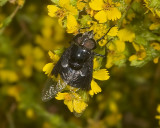 Bee Fly (<em>Thyridanthrax atratus</em>)