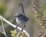 California Gnatcatcher