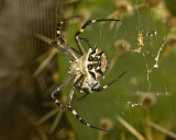  Silver Argiope (<em>Argiope argentata</em>)