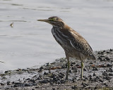 American Bittern