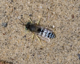 Pacific Sand Dune Wasp (<em>Bembix americana</em>)