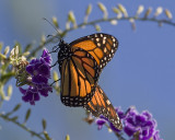 Monarch Butterfly (<em>Danaus plexippus</em>)