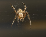 Orb Weavering Spider (<em>Neoscona crucifera</em>)