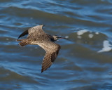 Whimbrel