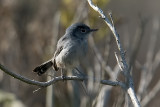 California Gnatcatcher - female