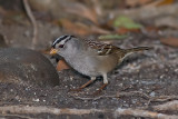 white-crowned-sparrow12.jpg