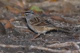 white-crowned-sparrow13.jpg