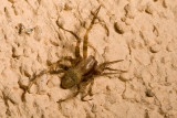 Male Lynx spider