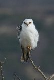 White-tailed Kite