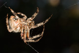 Orb Weavering Spider (<em>Neoscona crucifera</em>)