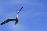 Gull on the Wing II