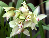 Cymbidium blooms and buds