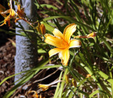 Yellow Flower - test shot