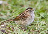 White-throated Sparrow _S9S8843.jpg
