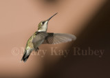 Ruby-throated Hummingbird _MG_8119.jpg
