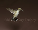 Ruby-throated Hummingbird _MG_8212.jpg