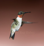Ruby-throated Hummingbird _MG_8777.jpg