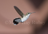 Ruby-throated Hummingbird _MG_8880.jpg